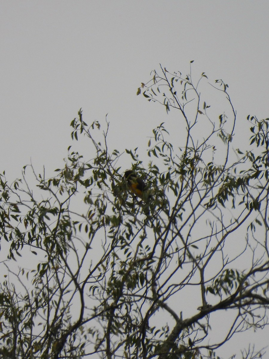 Purple-throated Euphonia - ML619745891