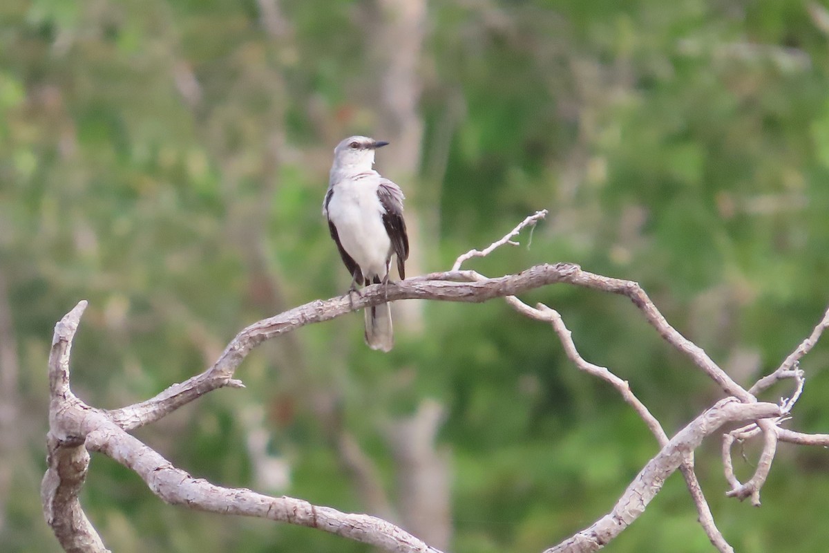 Tropical Mockingbird - ML619745893