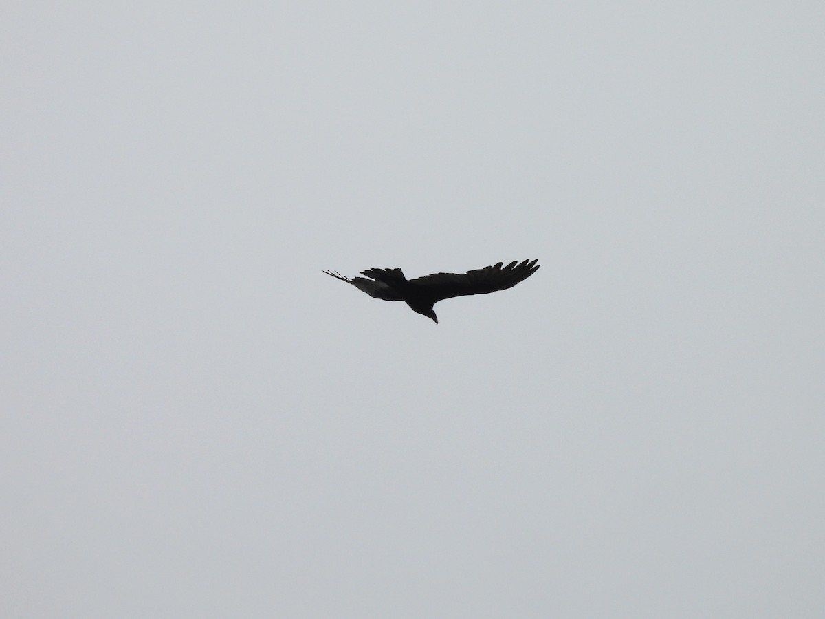 Turkey Vulture - ML619745911