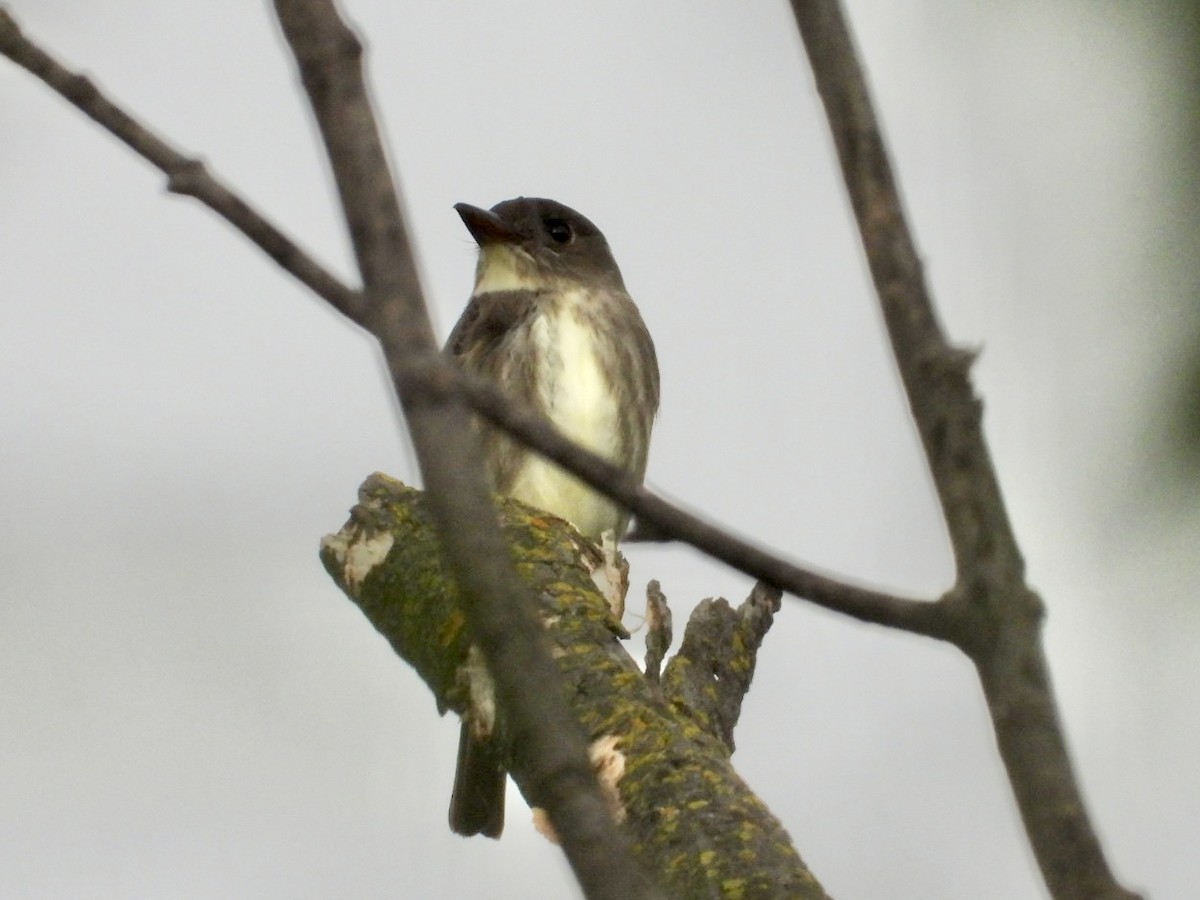 Olive-sided Flycatcher - ML619745914