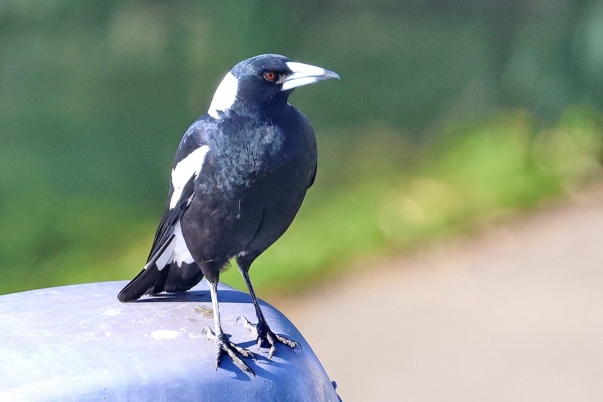 Australian Magpie - ML619745923