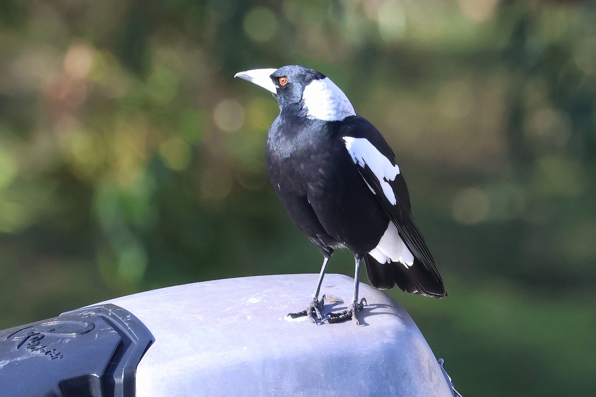 Australian Magpie - ML619745926