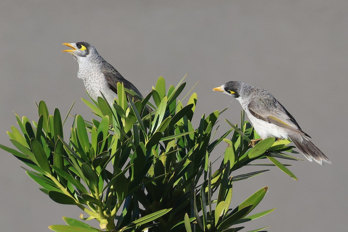 Noisy Miner - ML619745929