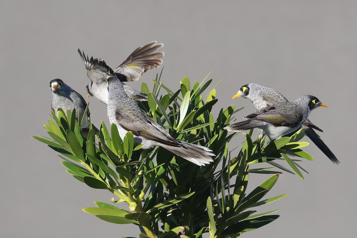 Noisy Miner - ML619745933