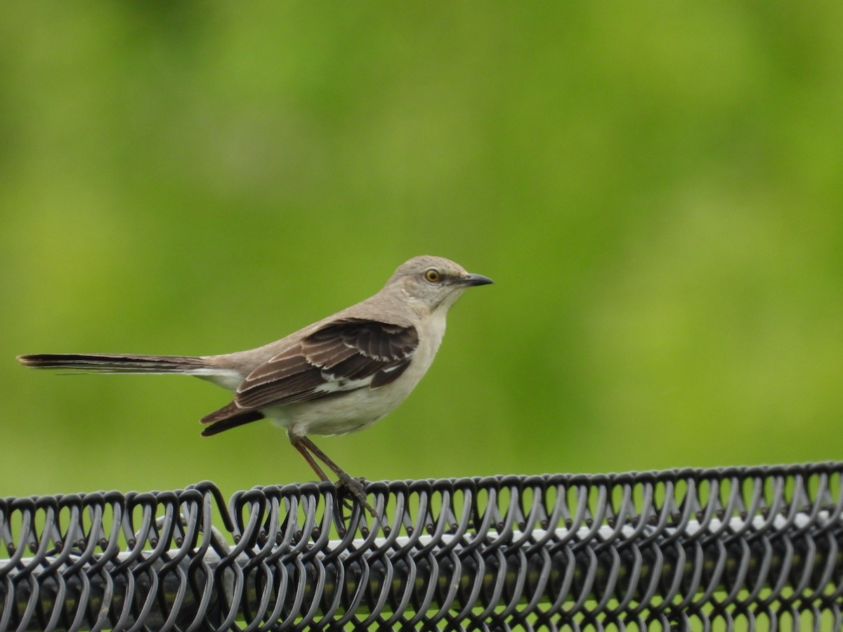 Northern Mockingbird - ML619745935