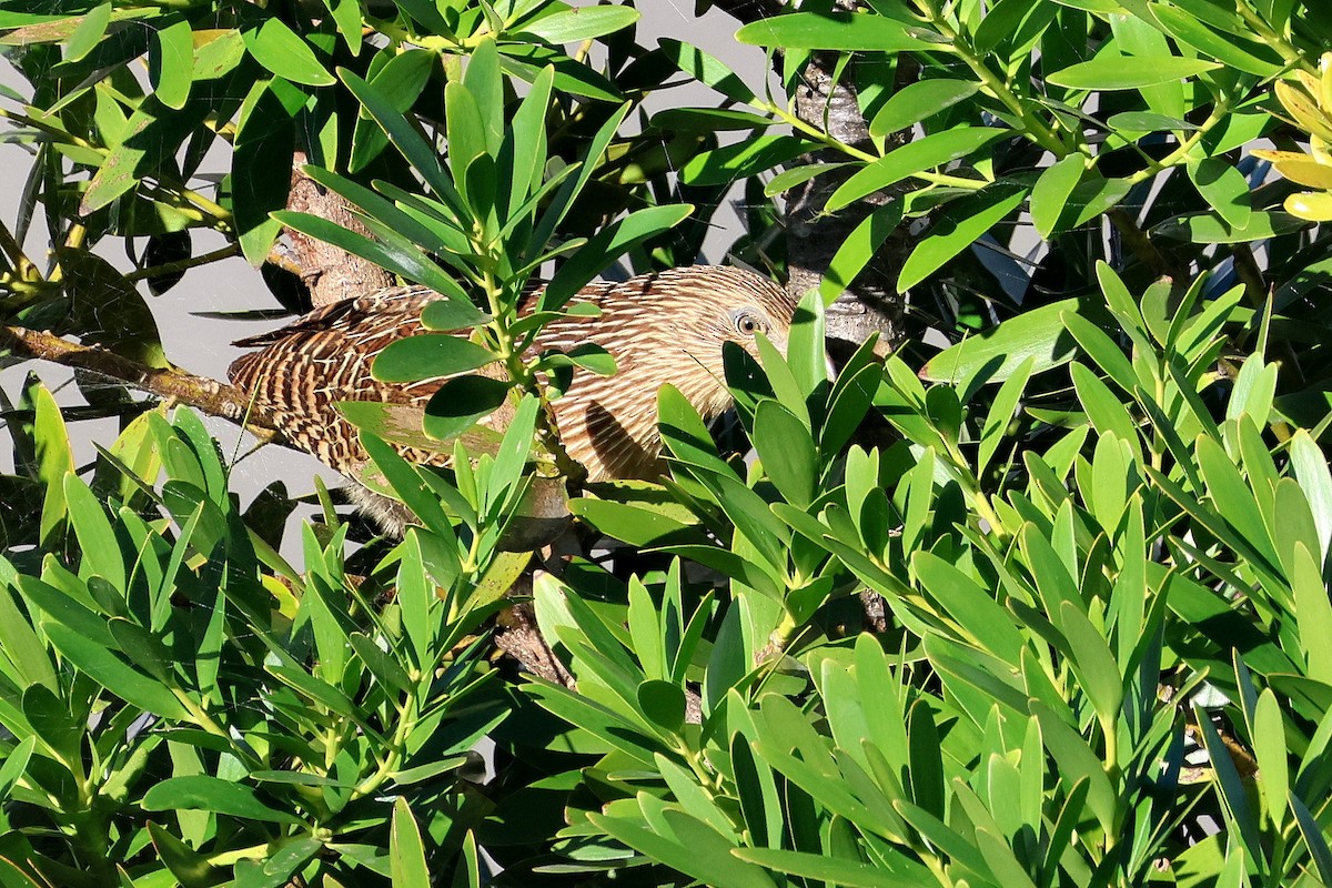 Pheasant Coucal - ML619745938