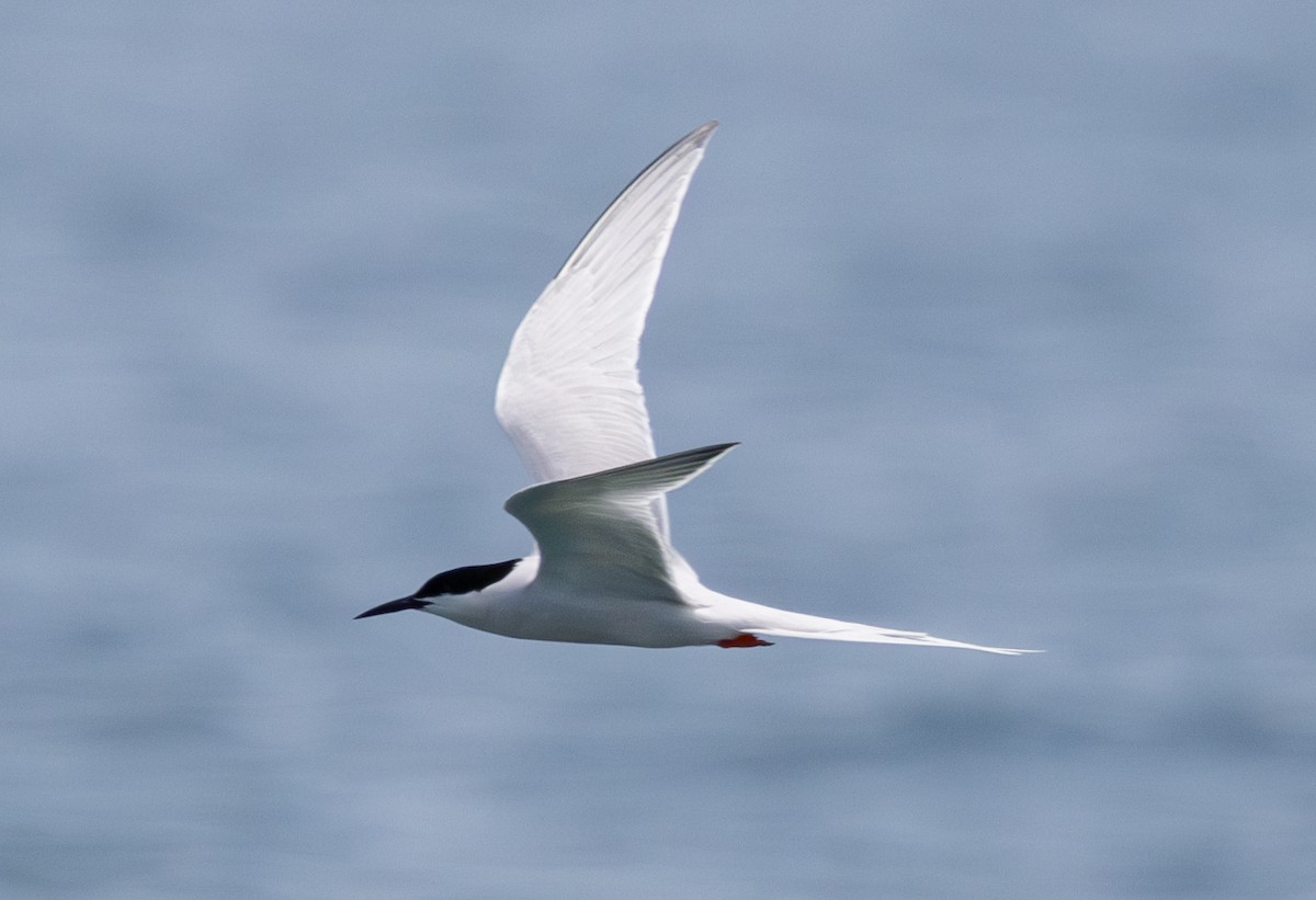 Roseate Tern - ML619745960