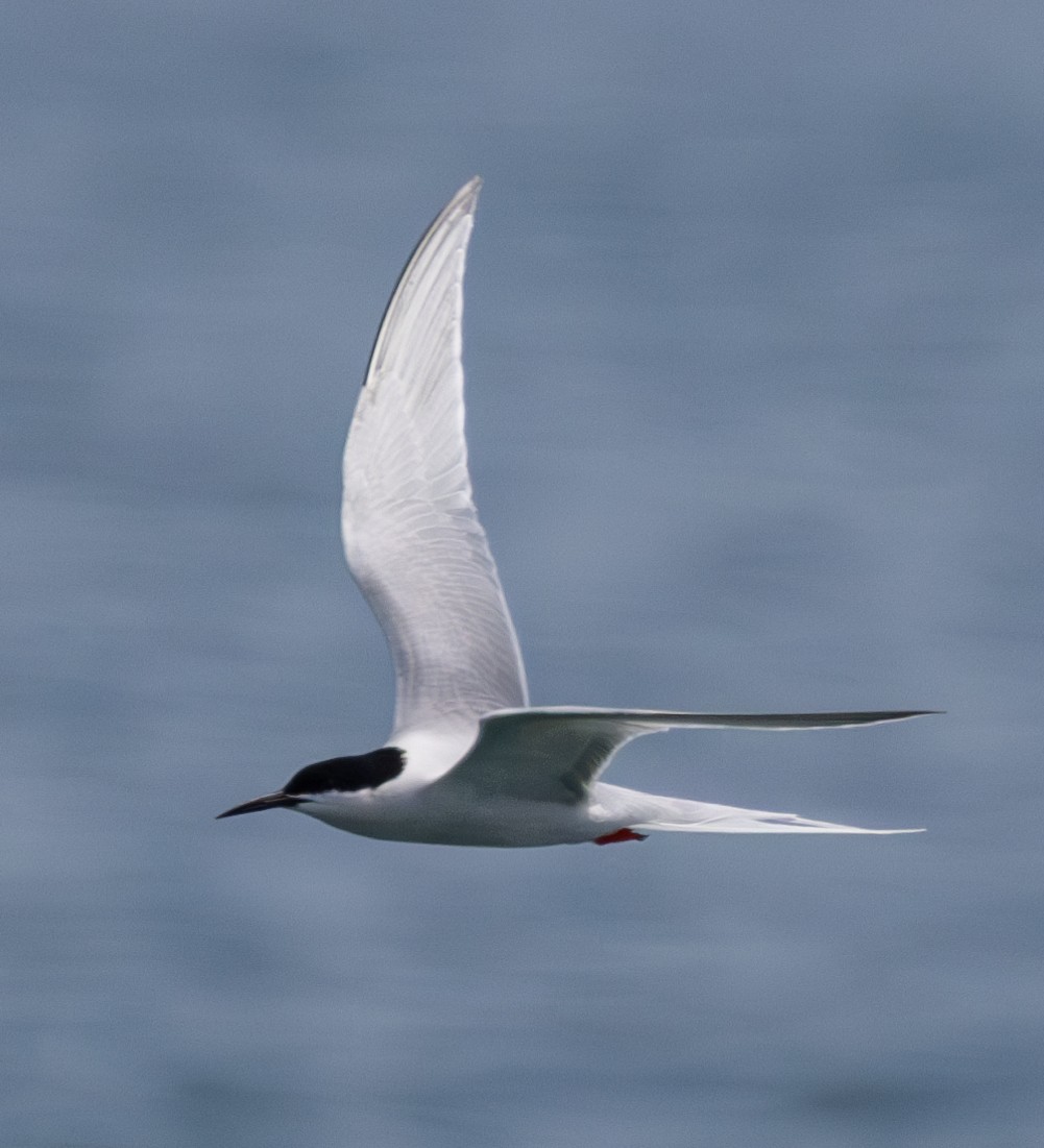 Roseate Tern - Soo sing Loke