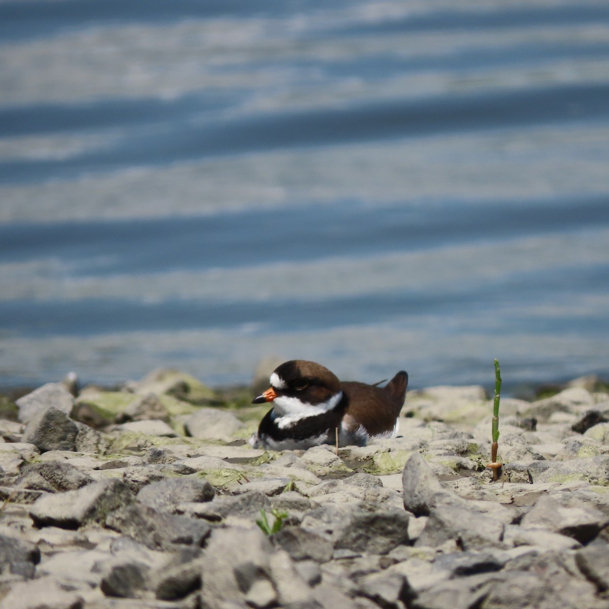 Semipalmated Plover - ML619745996