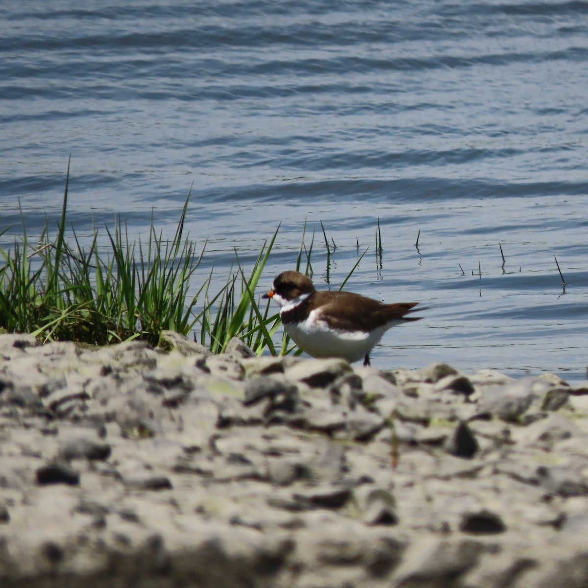 Semipalmated Plover - ML619745997