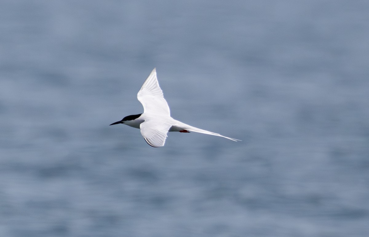 Roseate Tern - ML619745998