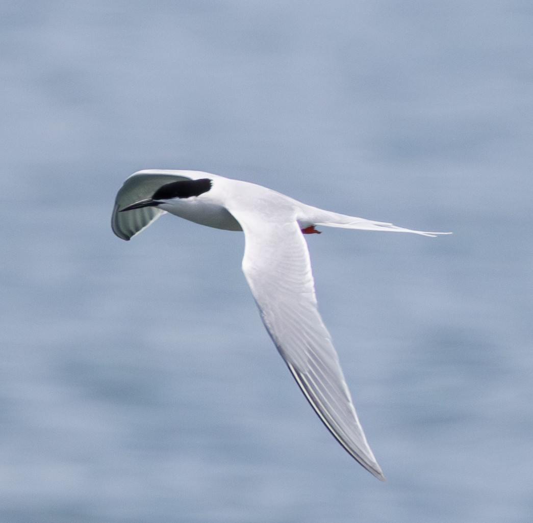 Roseate Tern - ML619746014