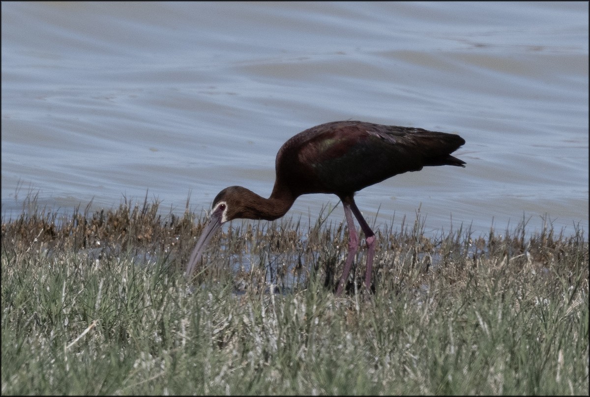 ibis americký - ML619746023