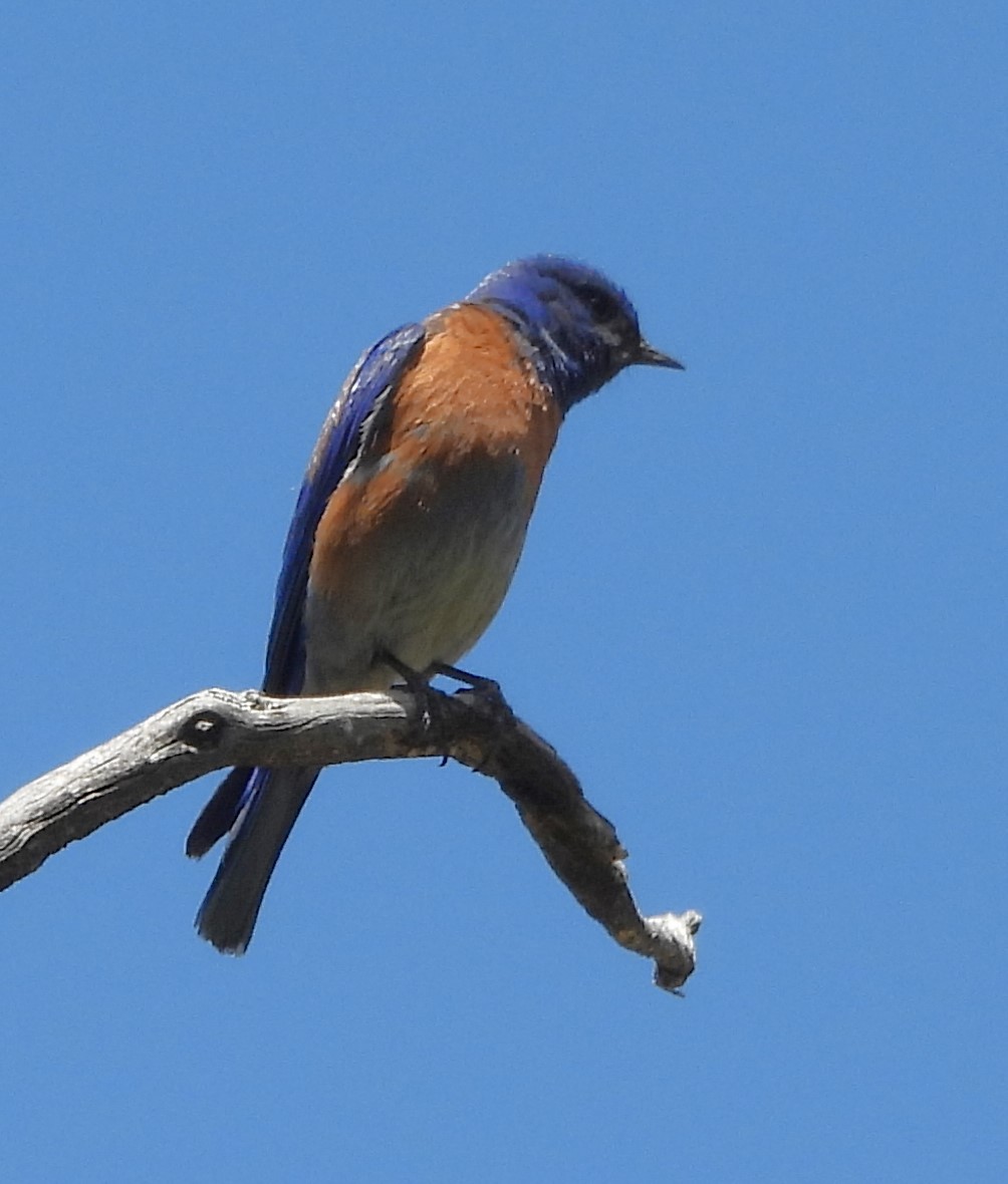 Western Bluebird - ML619746042