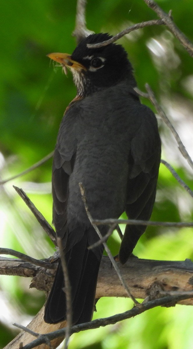 American Robin - ML619746044