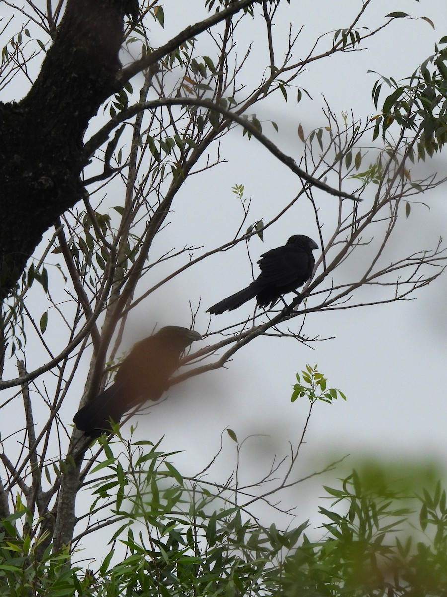 Smooth-billed Ani - ML619746051