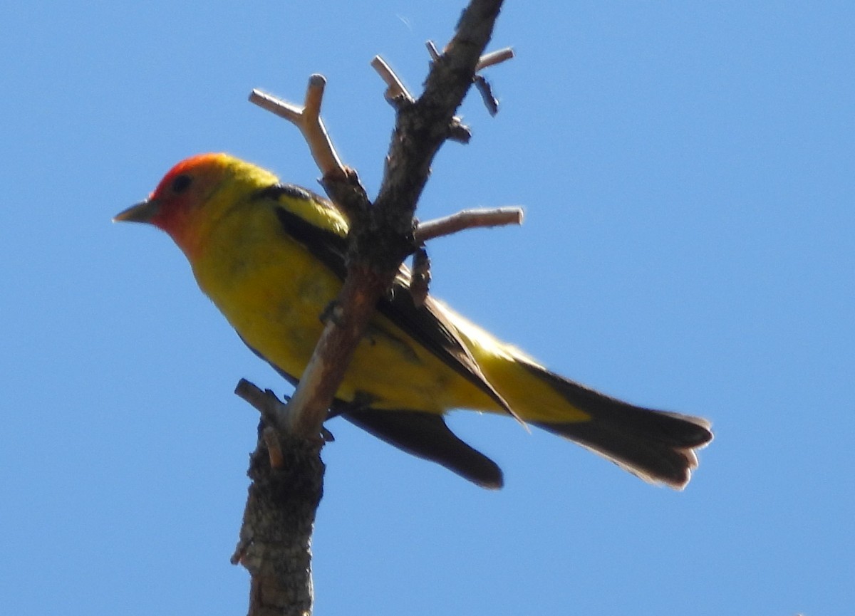 Western Tanager - ML619746053