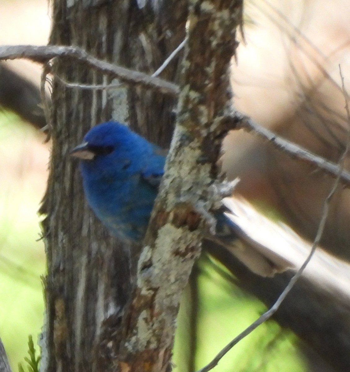 Indigo Bunting - ML619746056