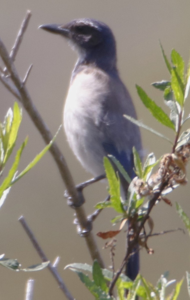 California Scrub-Jay - Barry Spolter