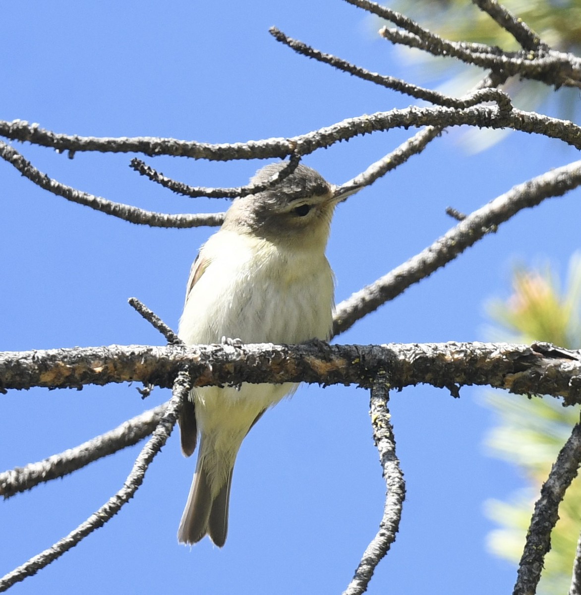 Warbling Vireo - ML619746112