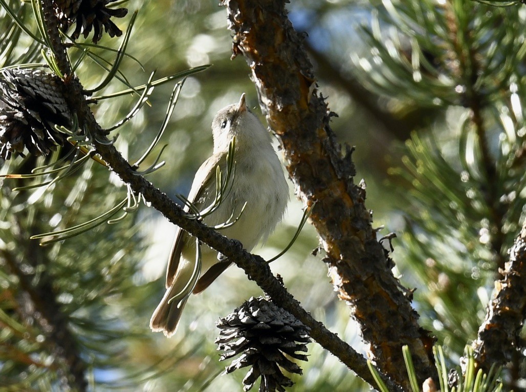 Warbling Vireo - ML619746113