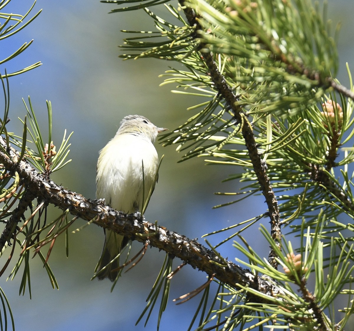 Warbling Vireo - ML619746115