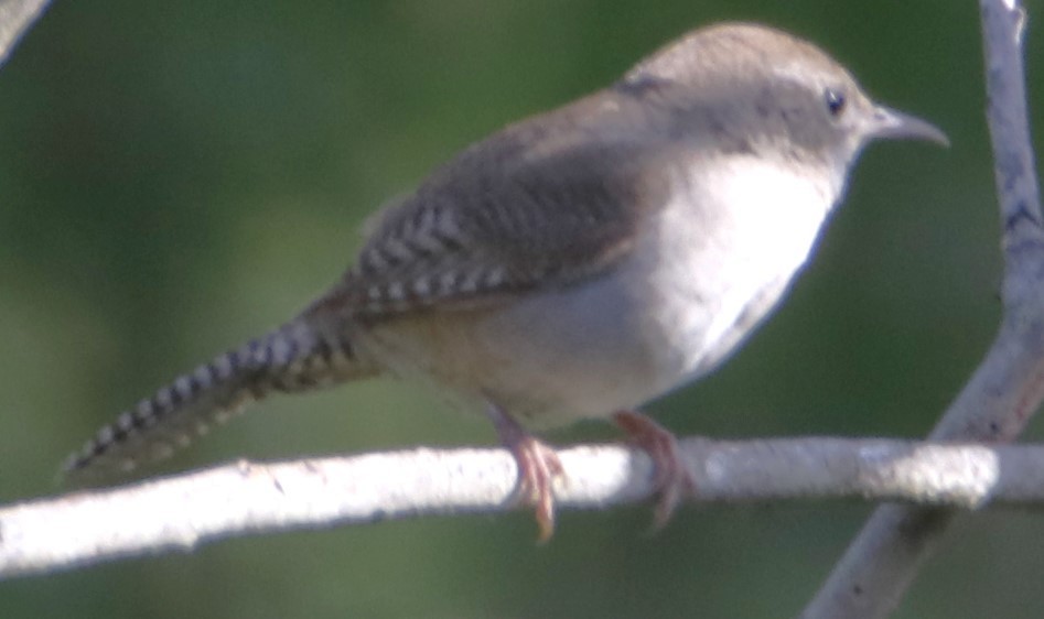 House Wren - ML619746180