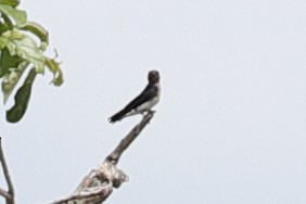 Gray-breasted Martin - ML619746221