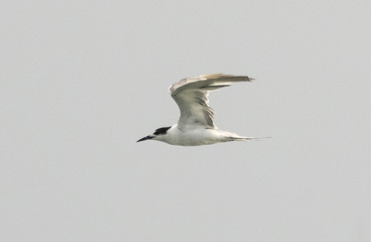 Common Tern - ML619746234