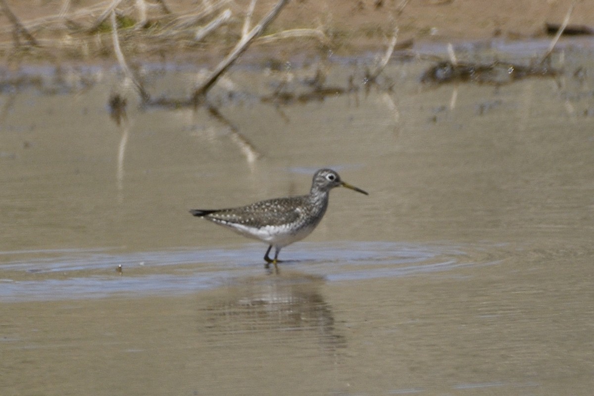 Solitary Sandpiper - ML619746238