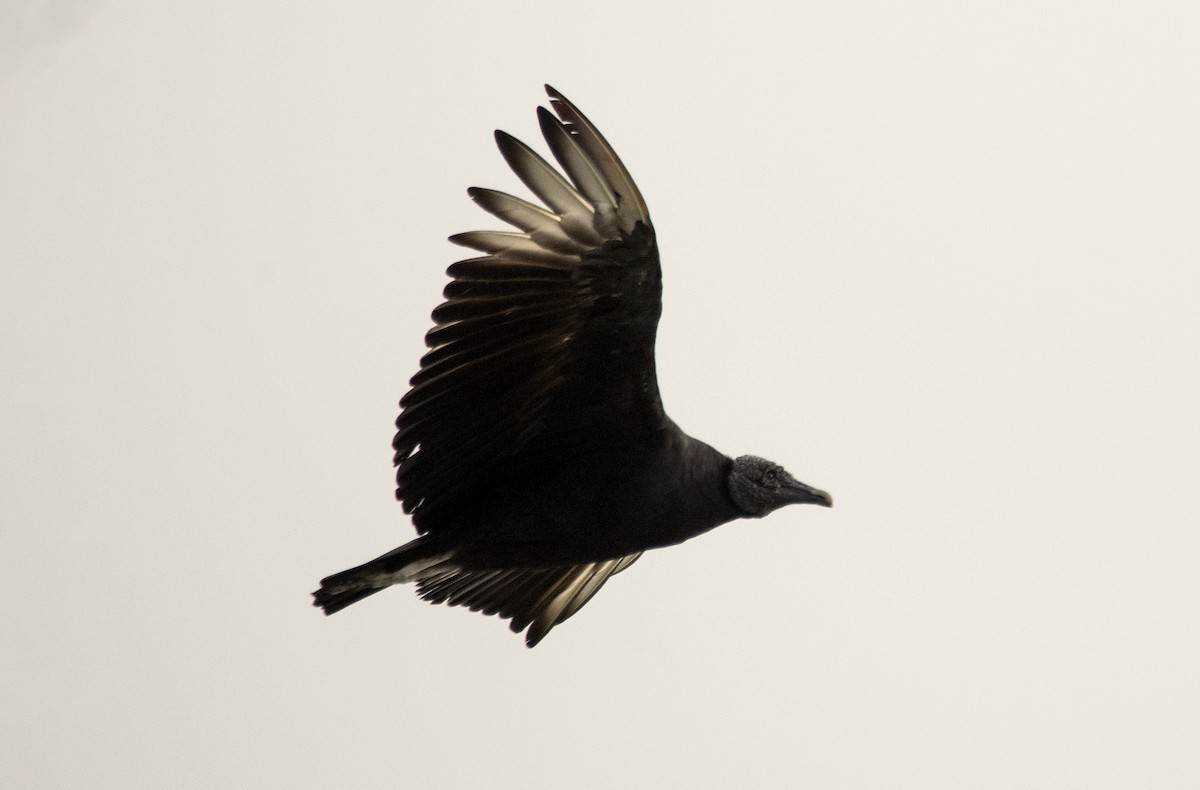 Black Vulture - ML619746240