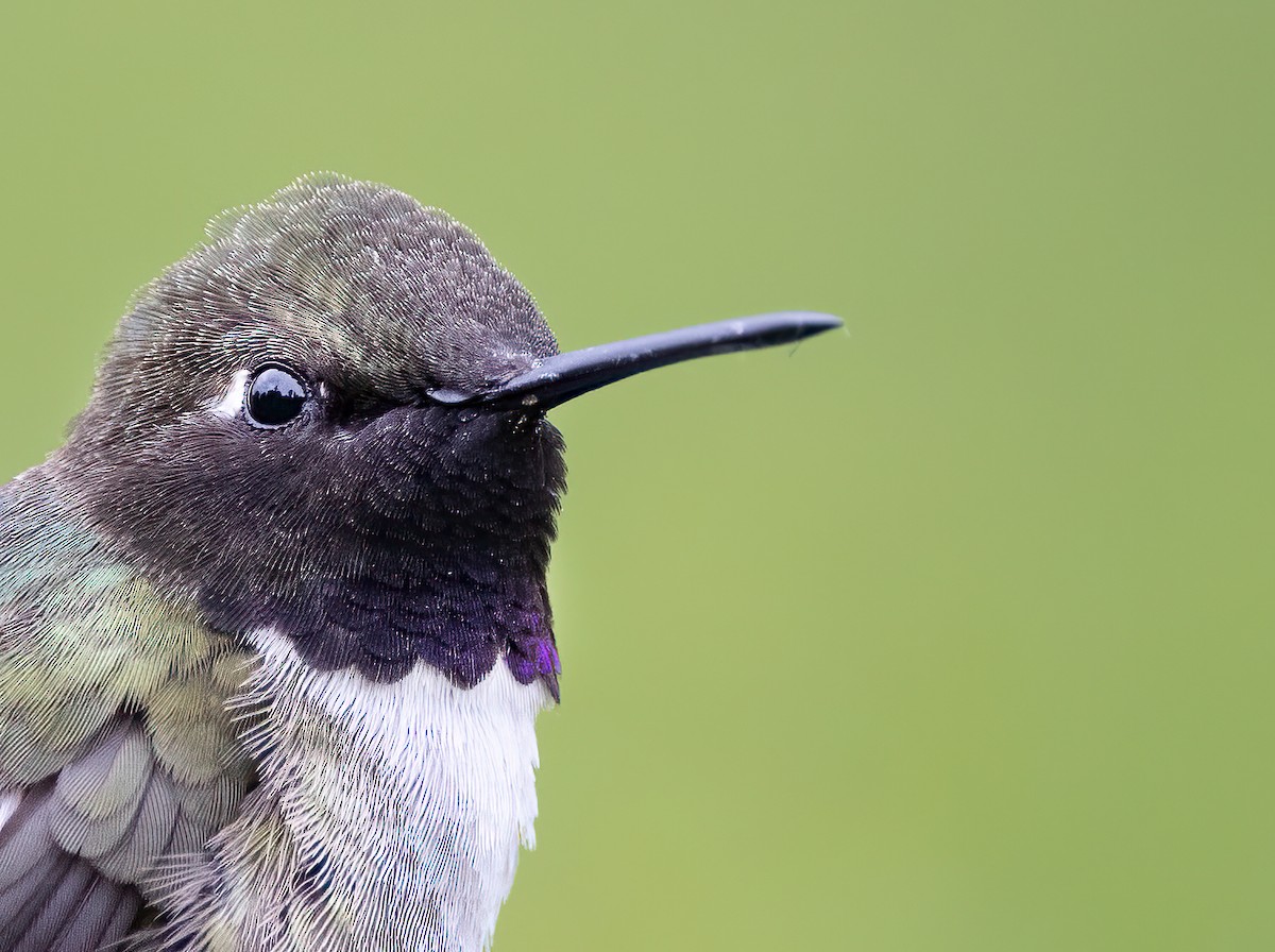 Black-chinned Hummingbird - Liam Hutcheson