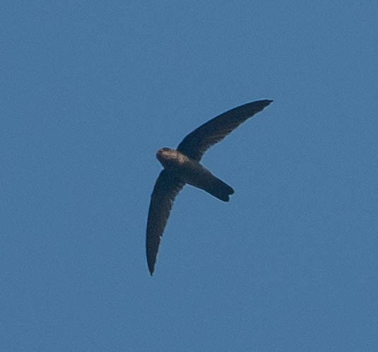 Indian Swiftlet - ML619746274