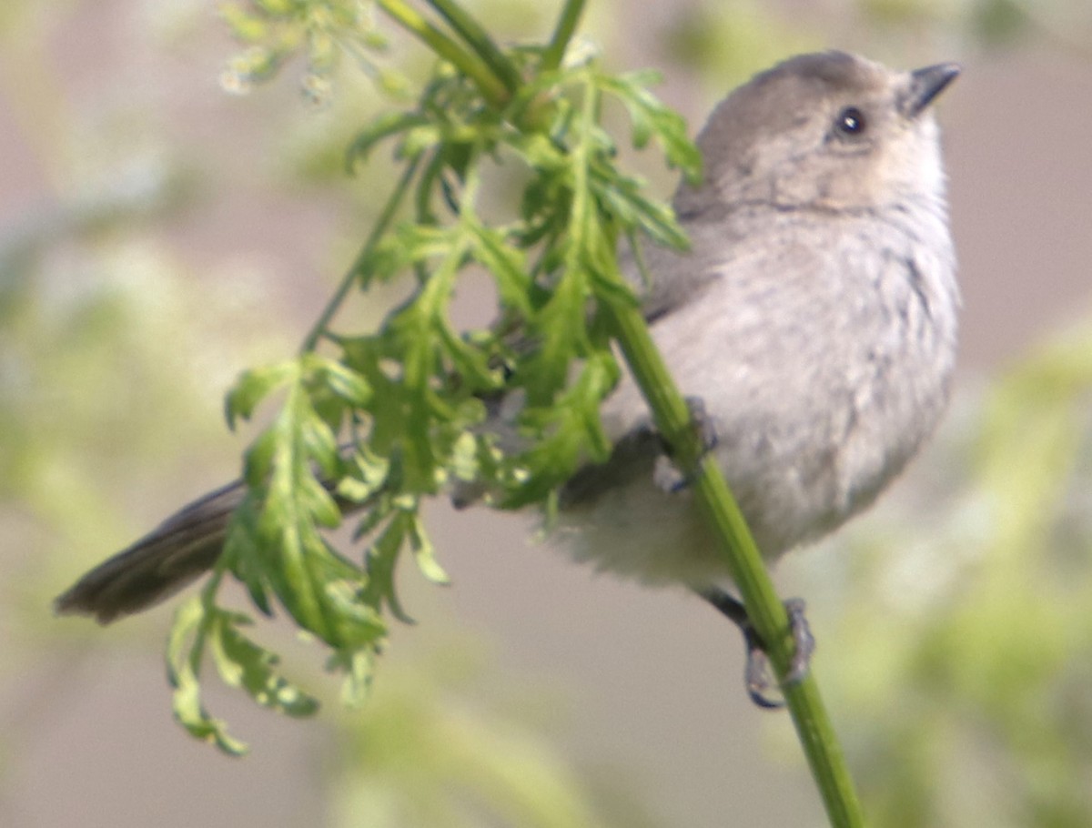 Bushtit - ML619746283