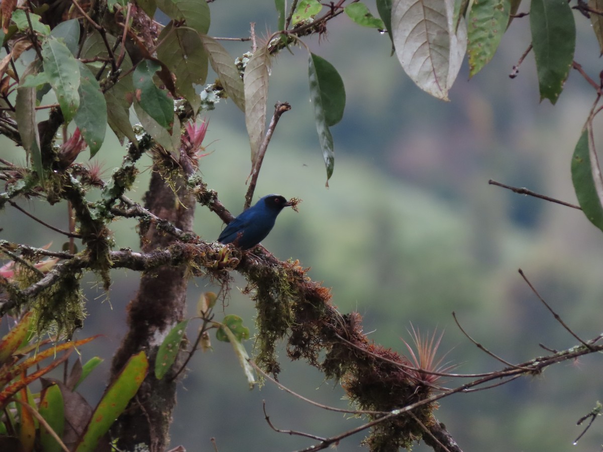 Masked Flowerpiercer - ML619746303