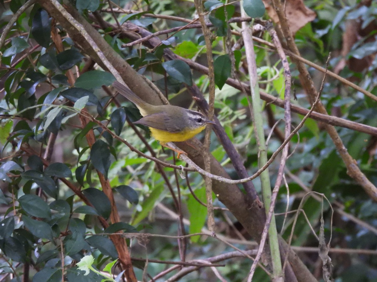 Golden-crowned Warbler - ML619746327