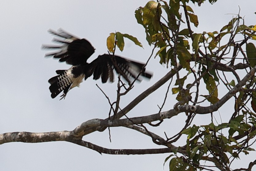 Caracara à tête jaune - ML619746335