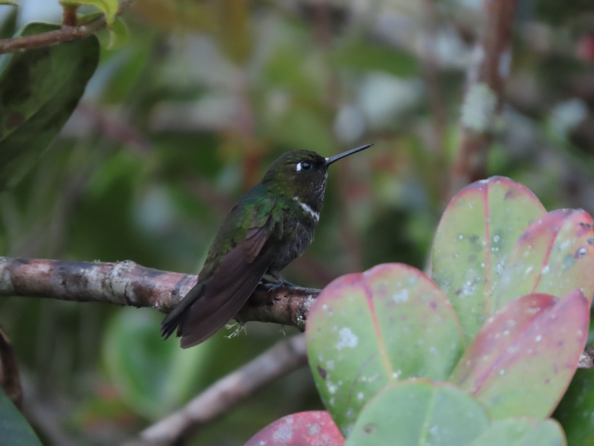 Colibrí Gorjiamatista (grupo clarisse) - ML619746339