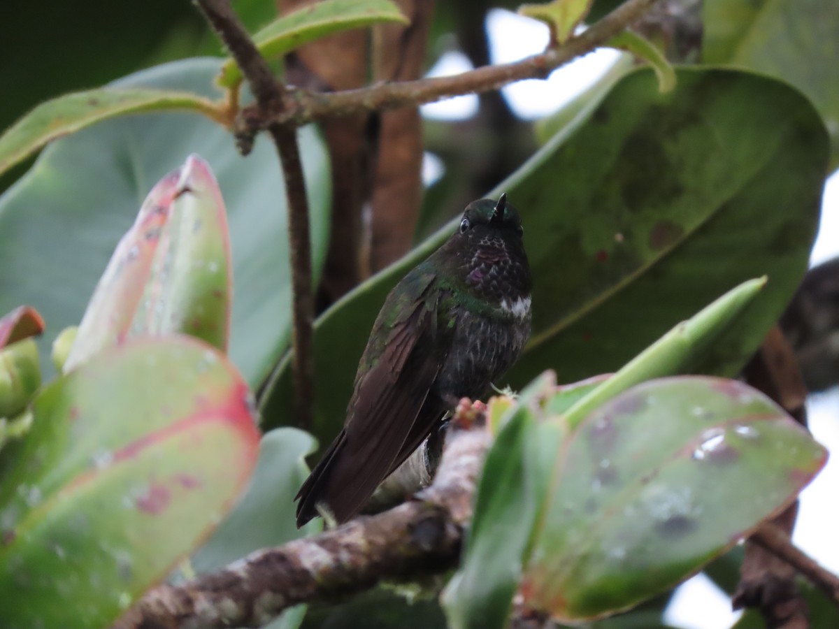 Colibrí Gorjiamatista (grupo clarisse) - ML619746341