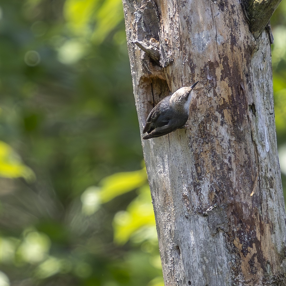Brown-headed Nuthatch - ML619746343