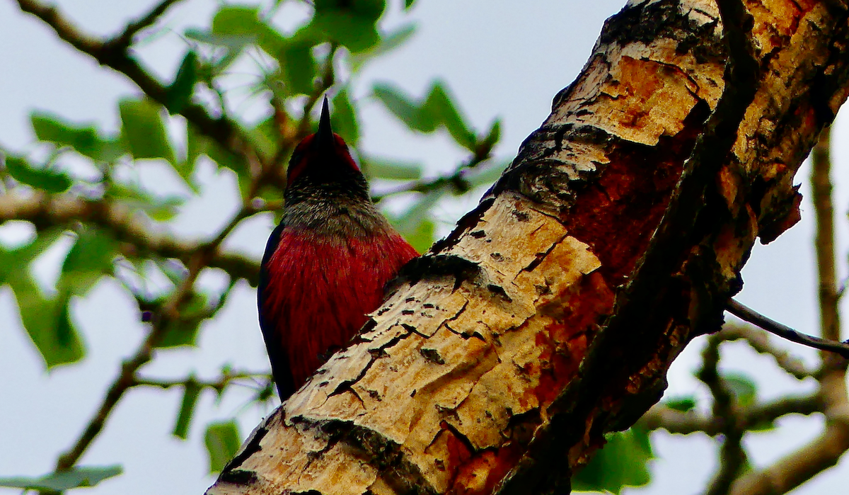 Lewis's Woodpecker - ML619746351