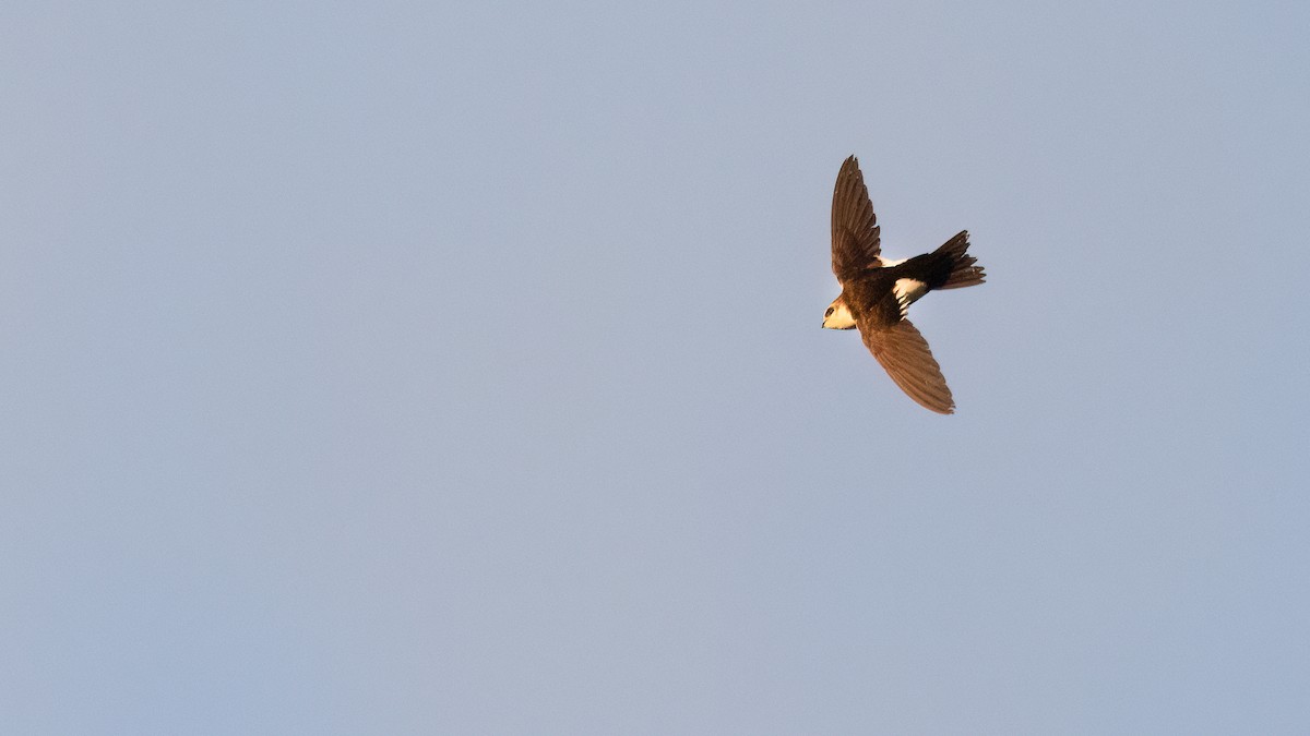 White-throated Swift - ML619746384