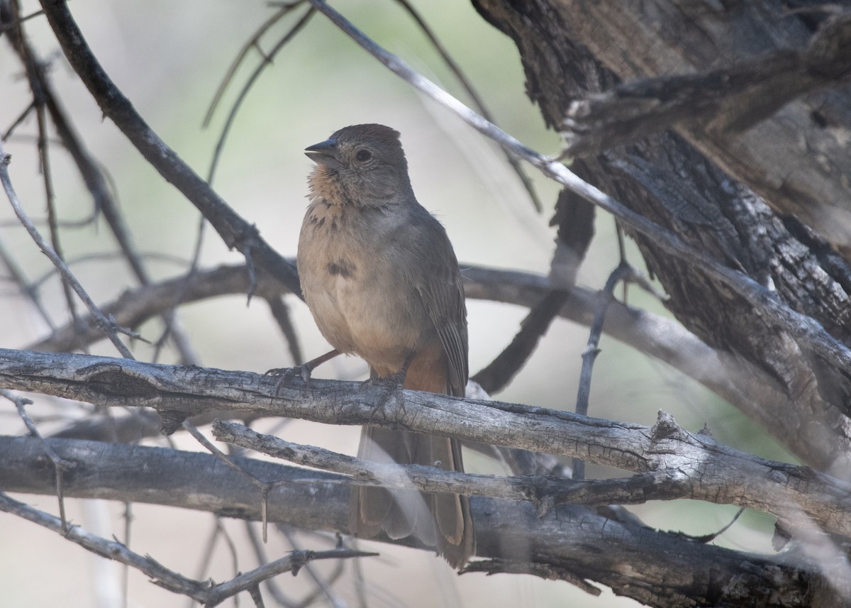 Canyon Towhee - ML619746395