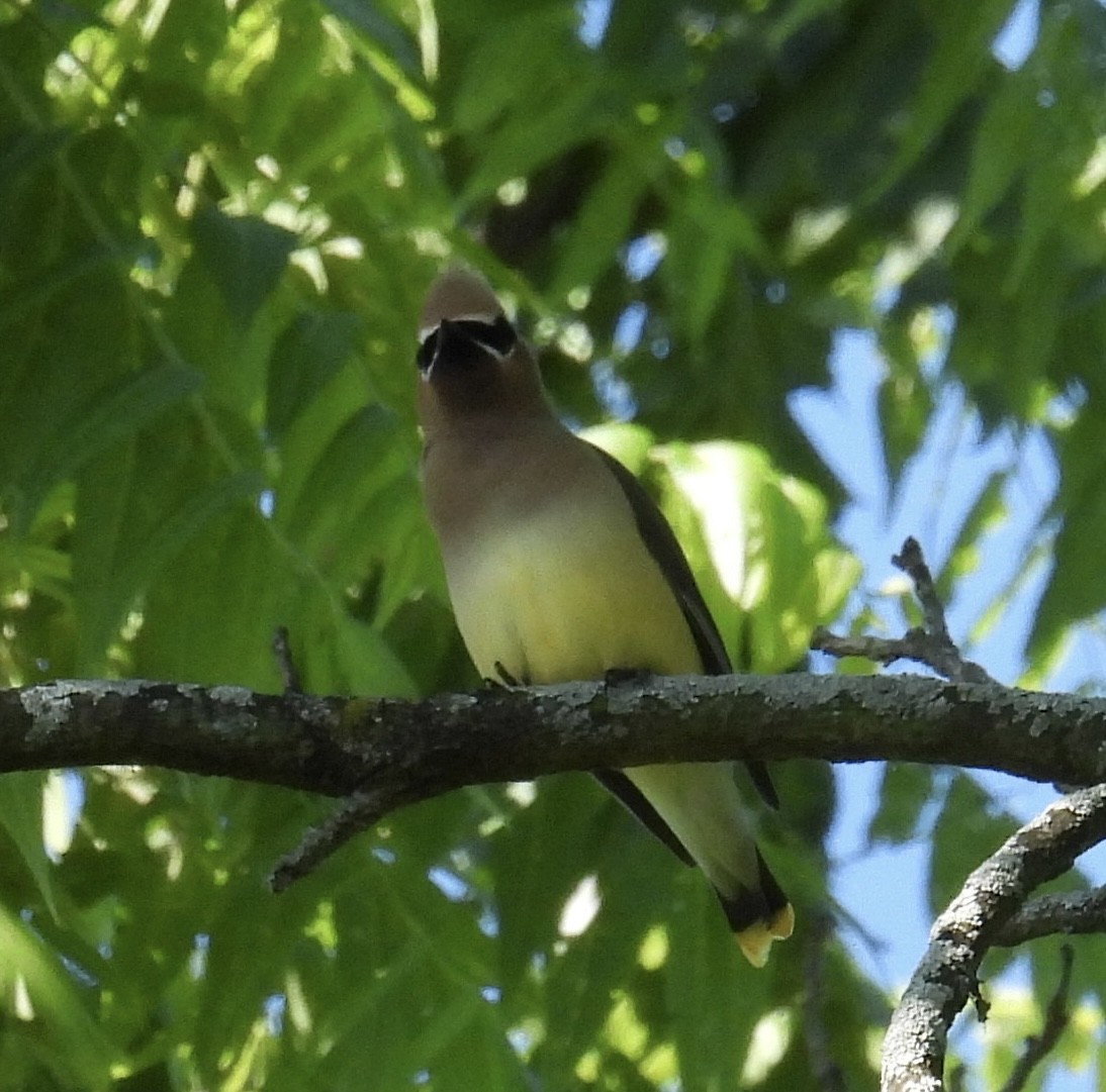 Cedar Waxwing - ML619746409