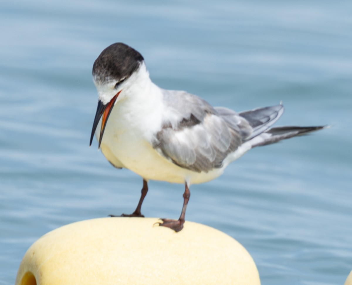 Common Tern - Soo sing Loke