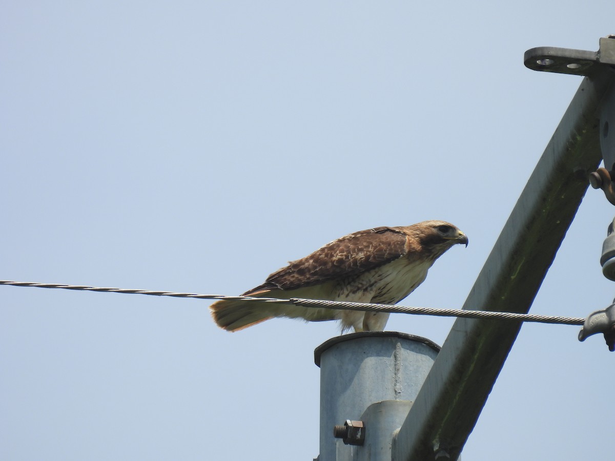 Red-tailed Hawk - ML619746415
