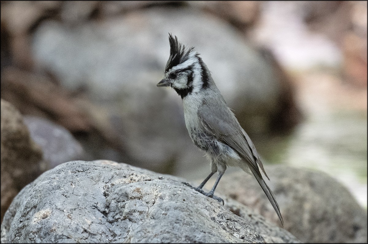 Bridled Titmouse - ML619746418