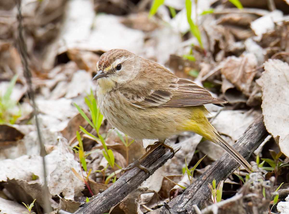 lesňáček bažinný (ssp. palmarum) - ML619746436