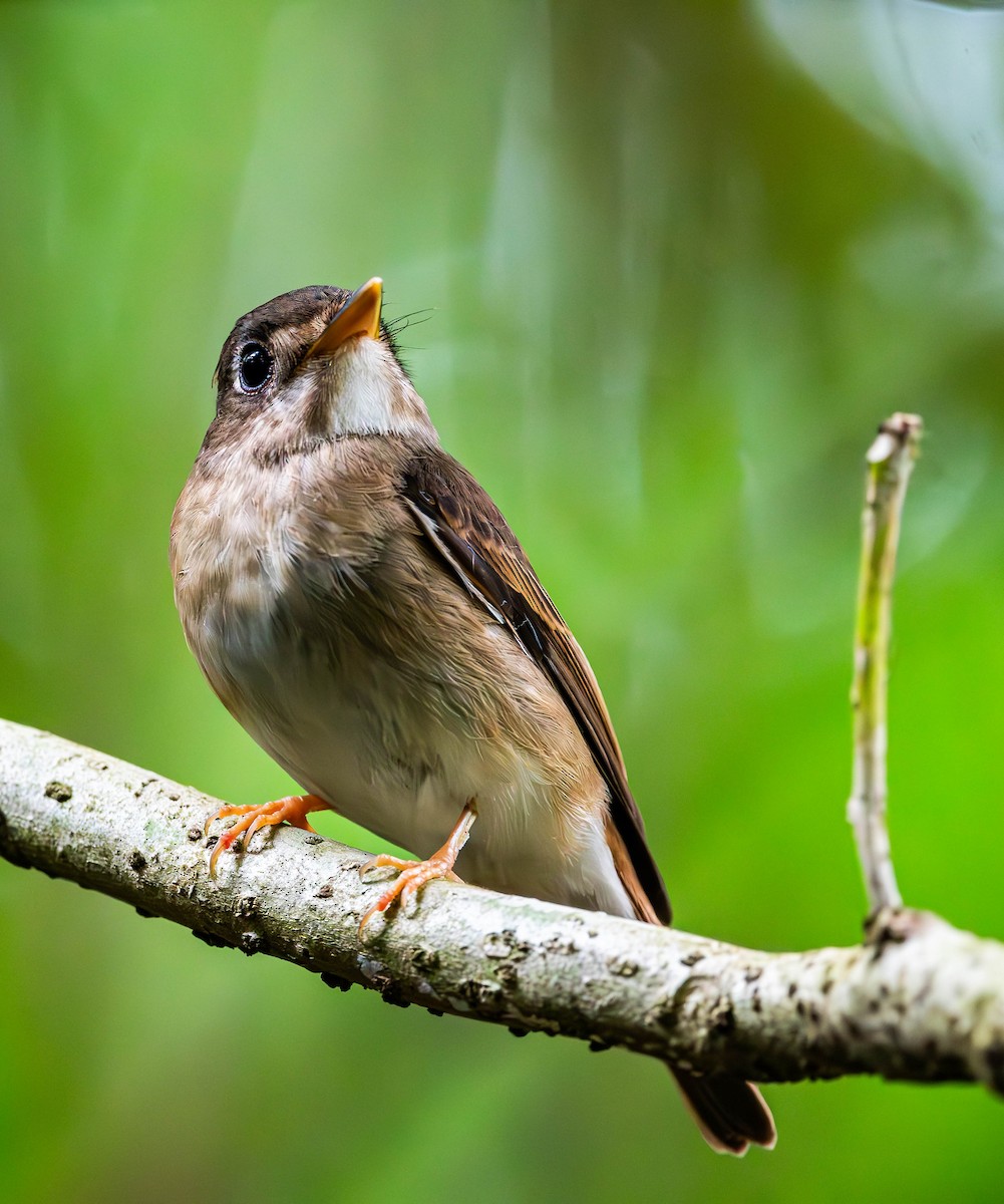 Brown-breasted Flycatcher - ML619746439
