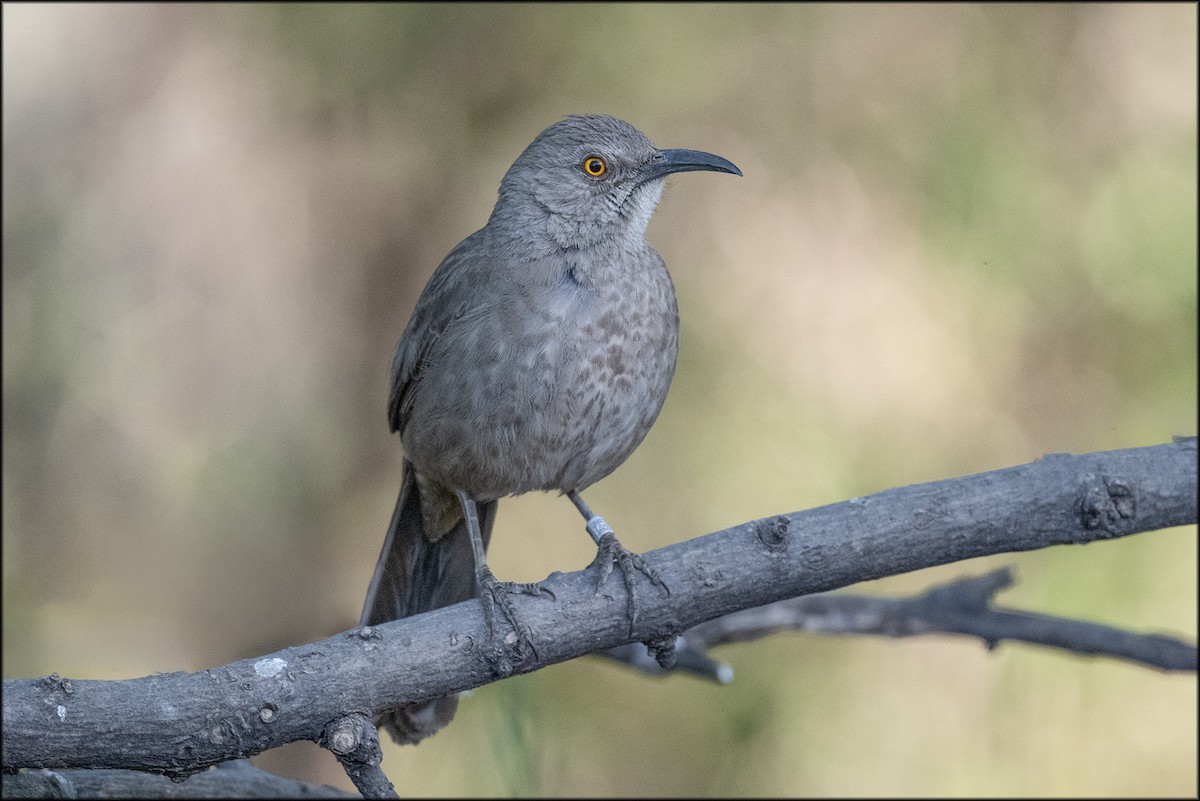 Curve-billed Thrasher - ML619746440